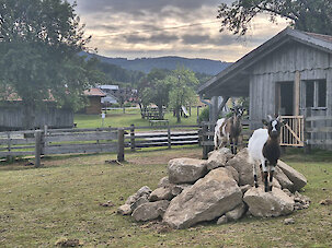 Bayerischer Wald